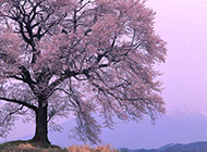 唯美梦幻的日本樱花图片欣赏