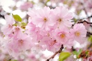 唯美粉色樱花图片-16张