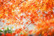 秋季漂亮的枫叶图片-9张