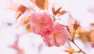 春天粉色的樱花图片-9张