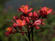 红艳艳的琴叶珊瑚花卉图片-9张