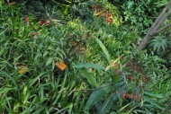朱砂根植物图片-2张