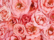 精美粉色玫瑰花图片赏析