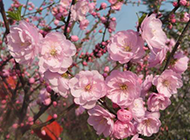 春天盛开的桃花实拍图片