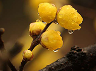 雨后含苞待放的腊梅花图片