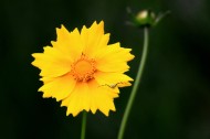 黄色的金鸡菊图片-8张