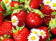 一堆洗好的草莓超清图片