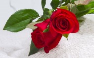 优雅的玫瑰花图片-14张