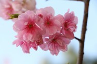 唯美绽放的樱花图片-11张