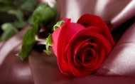 漂亮的玫瑰写真图片-20张