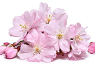 唯美粉色樱花图片素材下载