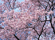 早春盛情绽放的樱花图片