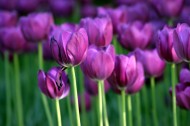 紫色郁金香圖片-22張