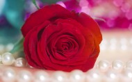 鲜艳欲滴的玫瑰图片-20张