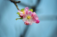 粉色海棠花图片-7张