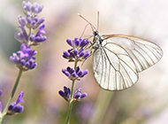 紫色薰衣草上的蝴蝶图片