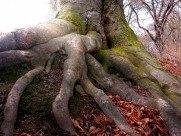 奇形怪状的树根图片-13张