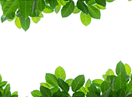 清新绿色树叶植物背景图片边框