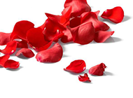 散落的红色玫瑰花瓣图片