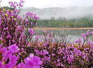河边的紫色野花摄影图片