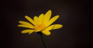 黄色菊花图片-10张