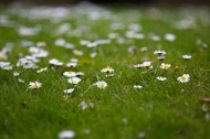 草地上的雏菊图片-9张