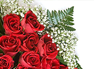 鲜艳的玫瑰花图片素材