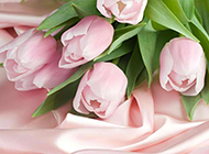 浪漫粉色郁金香花束图片