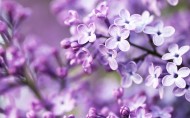 紫色植物圖片-20張