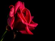 一朵红色的玫瑰图片-10张