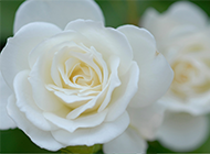 小清新淡雅白玫瑰好看的图片