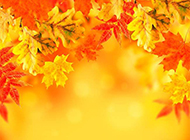 金色灿烂的秋天枫叶壁纸