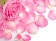粉色玫瑰花图片摄影素材分享