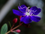 巴西野牡丹花卉图片-5张
