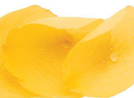 带水珠的黄玫瑰花瓣图片