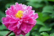 粉色牡丹花图片-10张