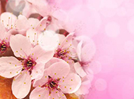 唯美清新粉色樱花背景素材