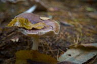 森林中的野生蘑菇图片-8张