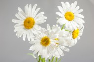 盛开的白色雏菊图片-20张