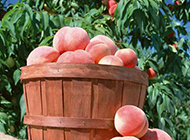 刚采摘的水果桃子图片