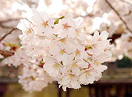日本樱花漂亮绽放图片