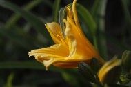 迷人蕙蘭花卉圖片-10張