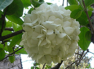 扬州市花木绣球高清植物图片