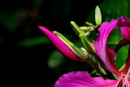 紫荆花图片-24张