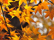 秋天唯美枫叶摄影图片