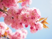 粉红的樱花图片-12张