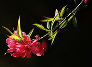 红桃花春天植物图片壁纸欣赏