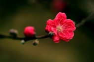 艳丽的桃花图片-6张