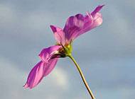紫色花卉唯美波斯菊图片