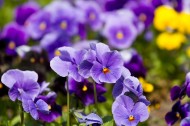 美麗的紫色花朵圖片-14張